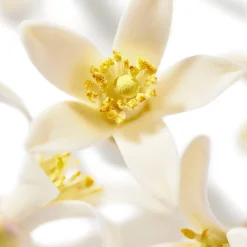 Parfum Et Eau Parfumante|NUXE Prodigieux®Néroli Le parfum 50ml
